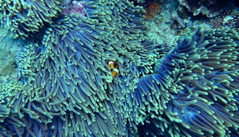 Reef Discovery